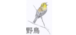 野鳥