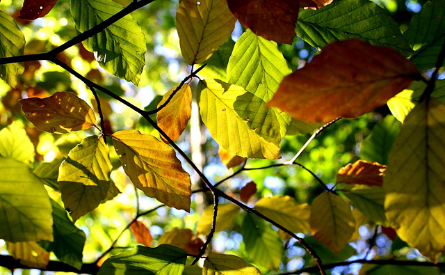 ハナの紅葉