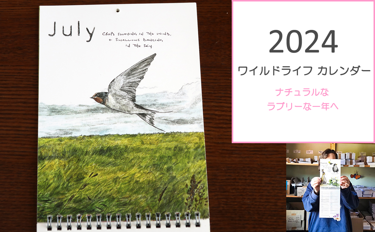 2024年カレンダーツバメ